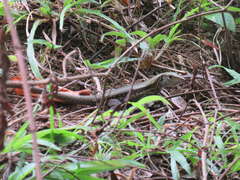 Pholidoscelis fuscatus