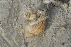 Buccinidae