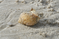 Buccinidae
