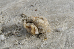 Buccinidae