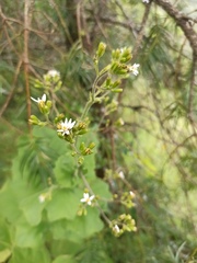 Jungia sordida