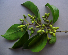 Struthanthus syringifolius