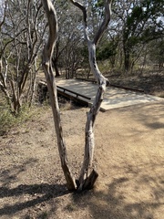 Lagerstroemia subcostata