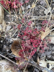 Pterostegia drymarioides