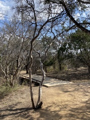 Lagerstroemia subcostata