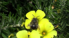 Anthophora