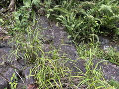 Scleria microcarpa
