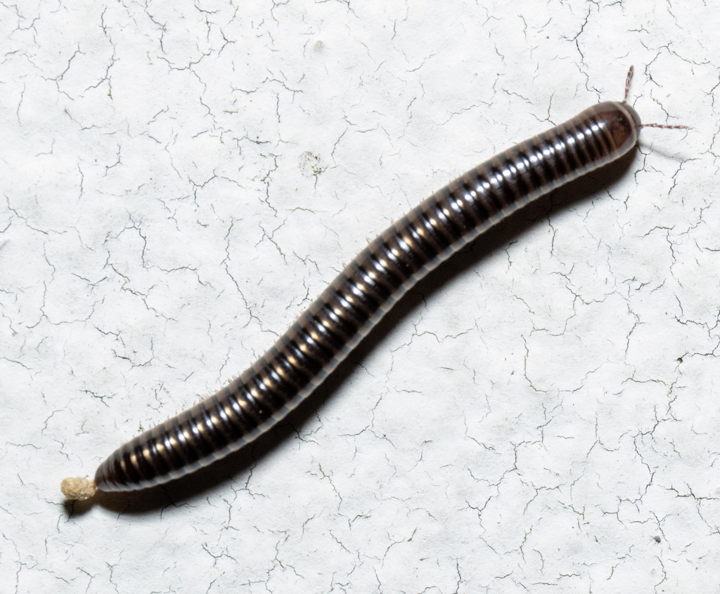 black millipede