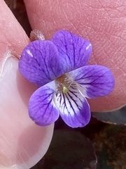 Viola villosa