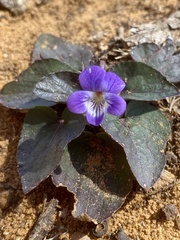 Viola villosa