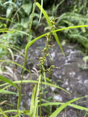Scleria microcarpa
