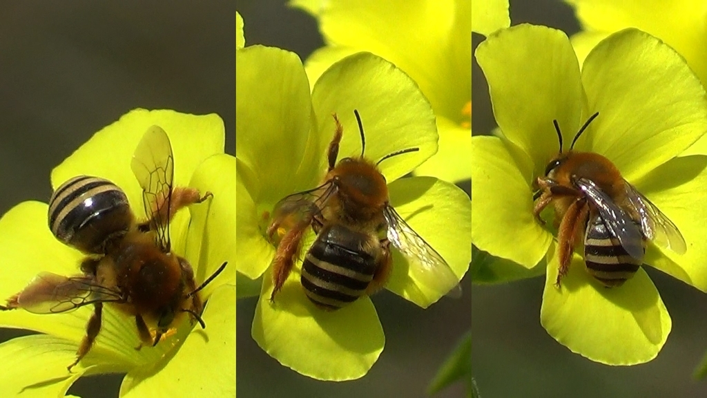 Eucera vulpes