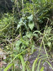 Scleria microcarpa
