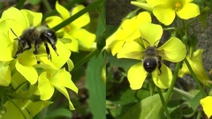 Anthophora