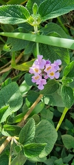 Lantana rugosa