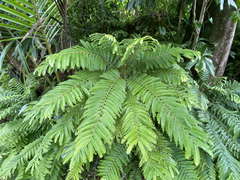 Phyllanthus mimosoides
