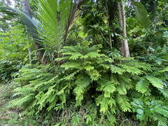 Phyllanthus mimosoides
