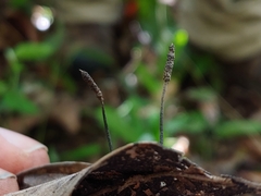 Xylaria phyllocharis