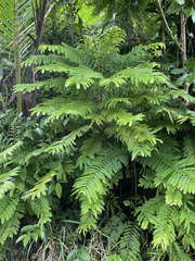 Phyllanthus mimosoides