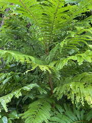 Phyllanthus mimosoides