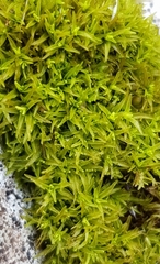 Trichostomum crispulum