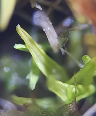 Trichostomum crispulum