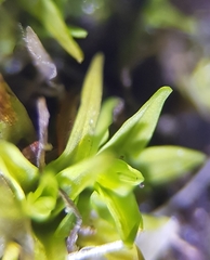 Trichostomum crispulum