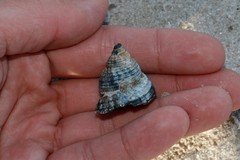 Buccinidae
