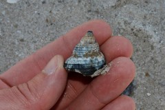 Buccinidae