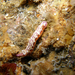 Hypselodoris maculosa - Photo (c) crawl_ray,  זכויות יוצרים חלקיות (CC BY-NC-ND)