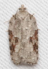 Acleris ptychogrammos