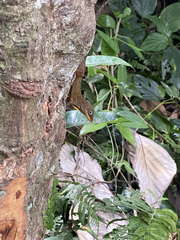 Anolis oculatus