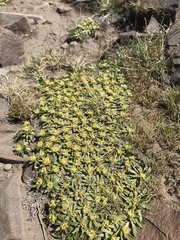 Azorella ruizii