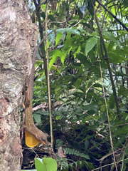 Anolis oculatus