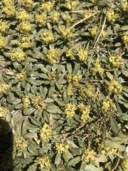Azorella ruizii