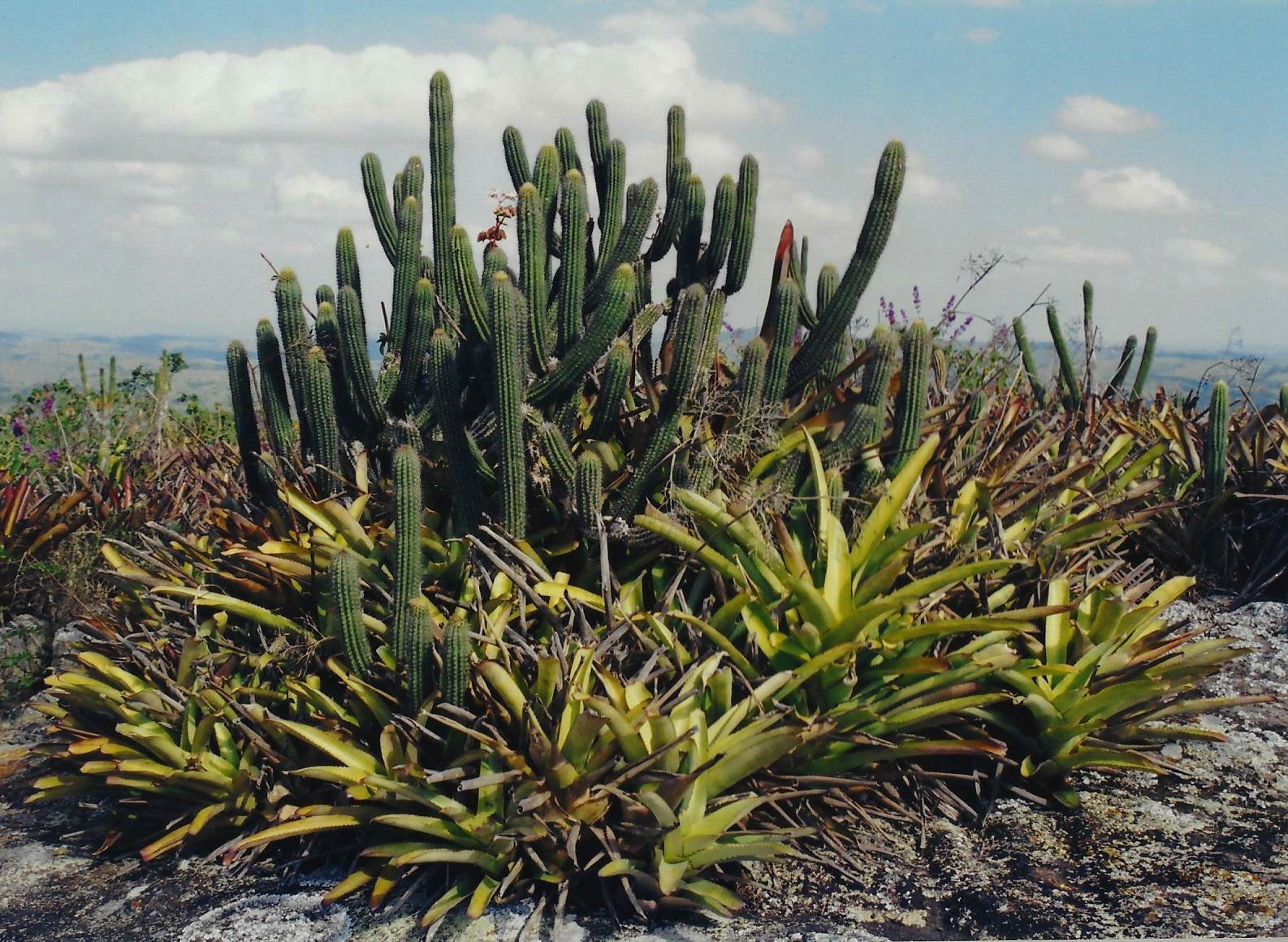 Pilosocereus pachycladus