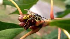 Vespula germanica