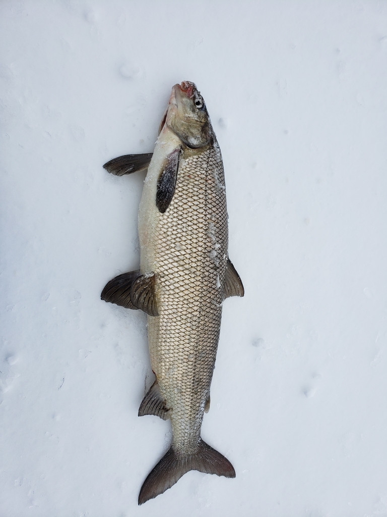 Photo of a Lake Whitefish
