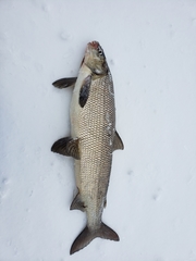 Coregonus clupeaformis