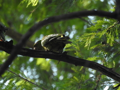 Psittacara holochlorus
