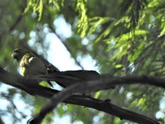 Psittacara holochlorus