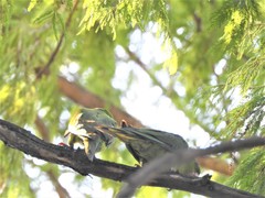 Psittacara holochlorus