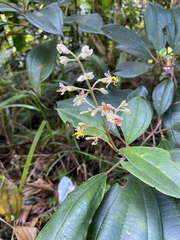 Miconia mirabilis