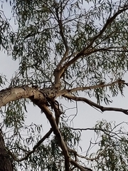 Cormobates leucophaea