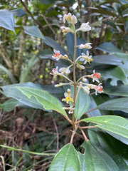 Miconia mirabilis