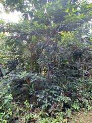 Miconia mirabilis
