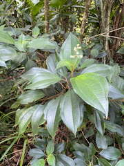 Miconia mirabilis