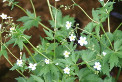 Ranunculus aconitifolius