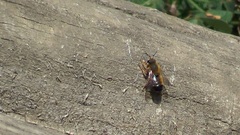 Megachile sicula