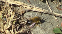 Eucera